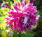 Dahlienknolle : Dahlia - Deko Dahlien  Purple Explosion  1 Knolle/Rhizom