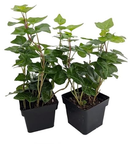 Hiedra | Pack 2 Plantas | Plantas Vivas de Interior y Exterior | Hiedra de Hoja Pequeña, Enana o Inglesa