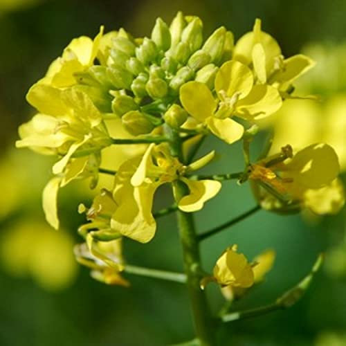 500 Semi di Senape Nera - piante aromatiche orto- sementi contadine riproducibili - SemiWild