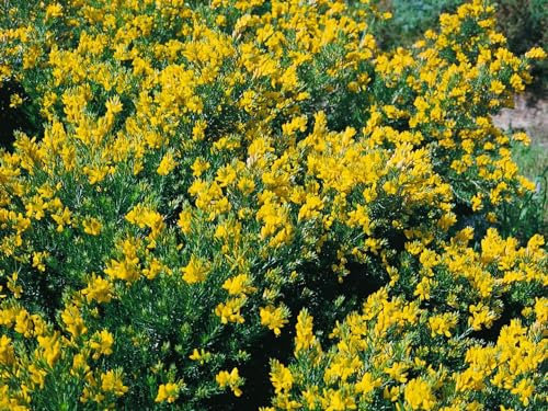 Genista germanica 20-30 cm - Deutscher Ginster, gelbe Blüten, Blütezeit Mai-Juni, ideal für Steingärten, bienenfreundlich, pflegeleicht