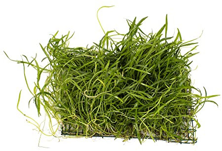 Lincolnshire Pond Plants Ltd - Brazilian Micro Sword (lilaeopsis brasiliensis) on Pad Live Plants 8cm x 8cm