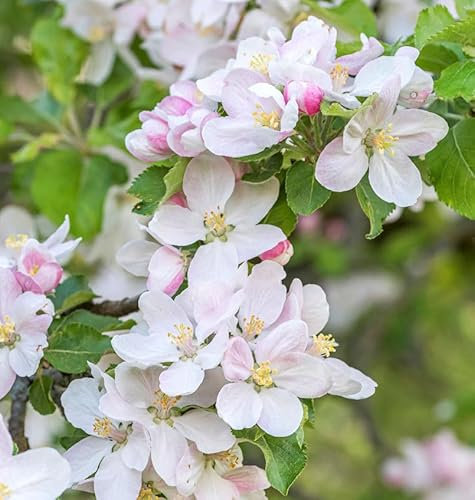 Hochstamm Zier Apfelbaum Pomzai 60-80cm - Malus