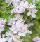 Hochstamm Zier Apfelbaum Pomzai 60-80cm - Malus