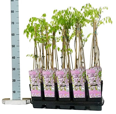 Winterharter Garten Blauregen, Japanischer Blauregen, (Wisteria sinensis), ca. 65cm hoch im 15cm Topf, (Rosa, Sorte: Wisteria floribunda rosea)