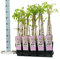 Winterharter Garten Blauregen, Japanischer Blauregen, (Wisteria sinensis), ca. 65cm hoch im 15cm Topf, (Rosa, Sorte: Wisteria floribunda rosea)