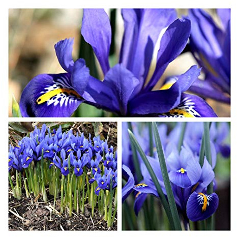 Iris Reticulata Bulbs Size 5 up Shades of Blue and Purple Spring Flowers. Easy to Grow (200)