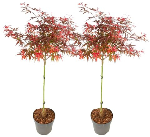 Plant in a Box - Acer palmatum 'Shaina' - Set de 2 - Arce japonés resistente - Hojas rojas - Maceta 19cm - Altura 80-90cm