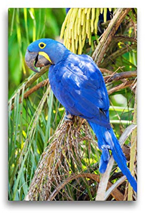 Premium Textil-Leinwand 30 x 45 cm Hoch-Format Farbenfrohe Papageien: Hyazinth-Ara., Leinwanddruck von CALVENDO Verlag