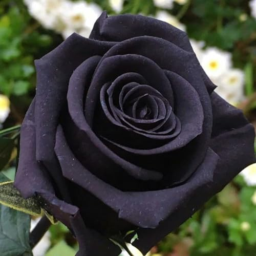 Rosen pflanzen zwiebeln,blumenzwiebeln mehrjährig winterhart,osiria rose pflanze,rosafarbene Zwiebel,rosen pflanzen kaufen,Rosenzwiebel,Rosenrhizom,schwarze rosen pflanzen.-1zwiebeln-B