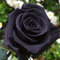 Rosen pflanzen zwiebeln,blumenzwiebeln mehrjährig winterhart,osiria rose pflanze,rosafarbene Zwiebel,rosen pflanzen kaufen,Rosenzwiebel,Rosenrhizom,schwarze rosen pflanzen.-1zwiebeln-B