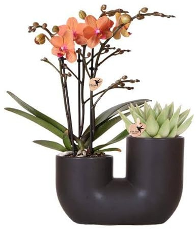 Ensemble d'orchidée Bolzano orange et succulente dans un pot tubulaire décoratif noir - Taille du pot : 9 cm de diamètre - Plante d'intérieur à fleurs - Fraîche de l'éleveur