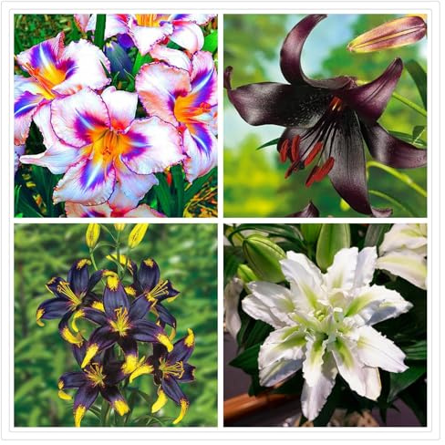 Robust und Blütenreich, Langlebige Lilienzwiebeln,Winterfeste Lilien -lilien winterhart mehrjährig-10 Rhizome