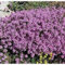 500 semi Timo serpillo WALK ON ME Thymus serpyllum Herb Flower CombSH