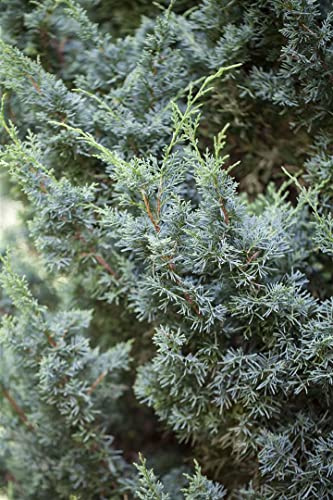 Chinesischer Wacholder Juniperus chinensis Blaauw 15-20 cm winterhart | Kompakter Wuchs, blaugruene Nadeln, schnittvertraeglich, ideal fuer Kuebel, Vorgarten und japanische Gartengestaltung