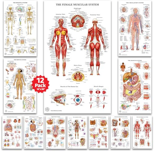 12 Poster zur menschlichen Anatomie, medizinische Poster, Kreislauf, Skelett, männliche weibliche Muskeln, Wissenschaft, Gesundheitsposter für Klassenzimmer, Büro, laminiert, 45,7 x 76,2 cm