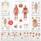 12 Poster zur menschlichen Anatomie, medizinische Poster, Kreislauf, Skelett, männliche weibliche Muskeln, Wissenschaft, Gesundheitsposter für Klassenzimmer, Büro, laminiert, 45,7 x 76,2 cm