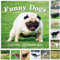 Coboll Gag Gifts – Weißer Elefanten-Gag-Geschenkkalender 2024, Pooping Dogs Kalender 2024 von Januar bis Dezember, 30 x 30 cm, Gag Geschenk 2024 Kalender, lustige Gag-Geschenke für weißen Elefanten