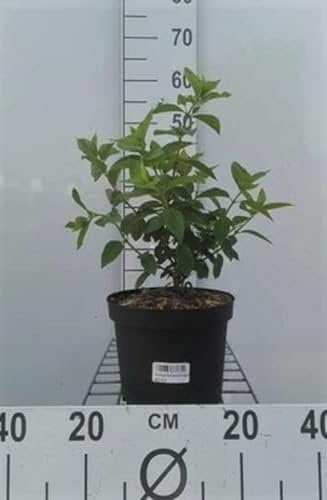 Hydrangea pan. 'Diamond Rouge' - Hydrangée Paniculé, Hortensia Paniculé 40-50 cm en pot