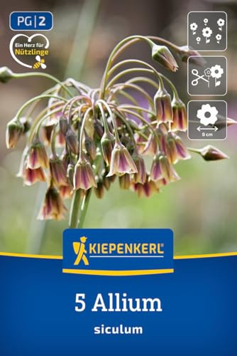 Kiepenkerl Sizilianischer Honiglauch 2700000 Blumenzwiebeln, Allium/Zierlauch, mehrjährige frostharte Zwiebelpflanze, bis 100 cm, Mai-Juni, nützlingsfreundliche Pflanze