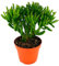 POWERS TO FLOWERS - CRASSULA OVATA HOBBIT ALBERO DI GIADA, VASO 13CM, pianta vera