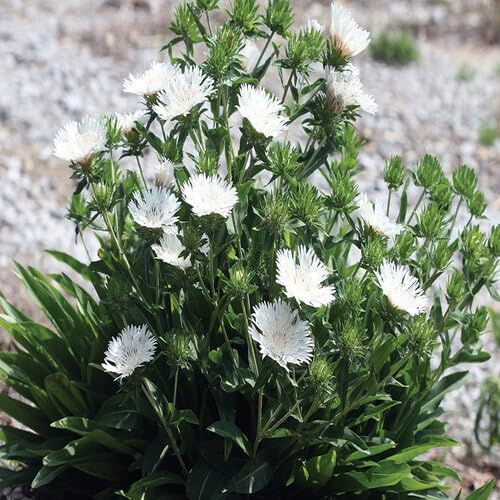 100 Stück weiße Stokes-Aster-Blumensamen