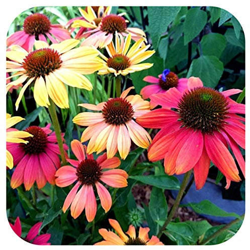 Echinacea 'Cheyenne Spirit' x 6 Large Plug Plants Hardy Perennial