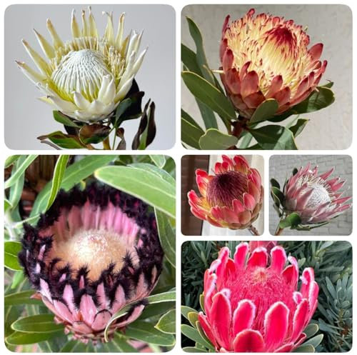 50 pz semi di protea, fiori, piante Protea Cynaroides, semi di King Protea, decorazioni floreali, piante per luoghi soleggiati semi di fiori di campo, semi di aiuole rialzate piante
