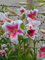Lilienzwiebeln, Zarte Blumenzwiebeln,Lilien Winterhart MehrjäHrig，Winterharte Stauden,Lilium，Lilium Martagon，Duftende Blumen,Lilien Winterhart-8zwiebeln-B