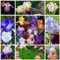 Iris in seltenen Farben, gemischte Farben, winterharte Blumenzwiebeln, mehrjährige Blumen, unverzichtbare Zierblumen für den Garten-5 zwiebel