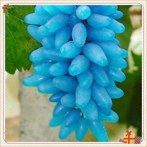 Raíces de uva, especialistas en plantación, vid de uva de dedo rara, ideal para plantar en otoño, requiere mantenimiento mínimo, 1 bombilla C
