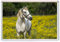 Horse - Cute - Jumbo Fridge Magnet ID790