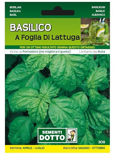 Sicignano | Semi Basilico a Foglia di Lattuga, Pianta Rigogliosa Aromatica Profumata, Ottimo per Conservazione o Essiccazione, Busta Extra - 2 Confezioni da 3.5g, Raccolto da Maggio a Ottobre
