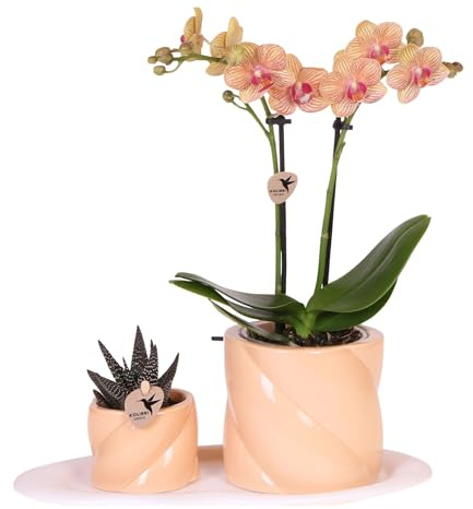 Plant in a Box - Geschenkset S Orange - Phalaenopsis - 2er Set - Schmetterlingsorchidee - Höhe 30cm - Topf 9cm - Dekorative Geschenkidee