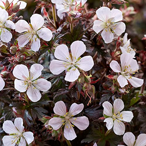 Geranium Black and White Cranesbill Hardy Garden Perennial Plants in Plant Pot (20-30cm Incl. Pot)