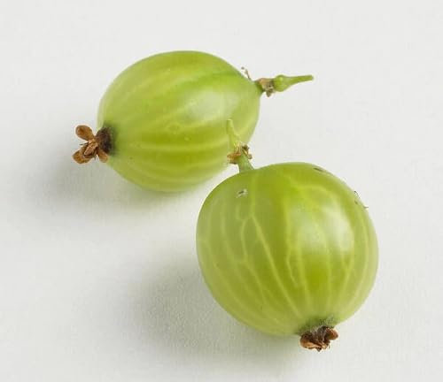 90 graines de groseille à maquereau vertes