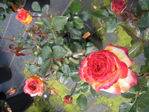 Rosa Meteor ® - Beetrose Meteor ® - Kordes Rose