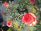 Rosa Meteor ® - Beetrose Meteor ® - Kordes Rose