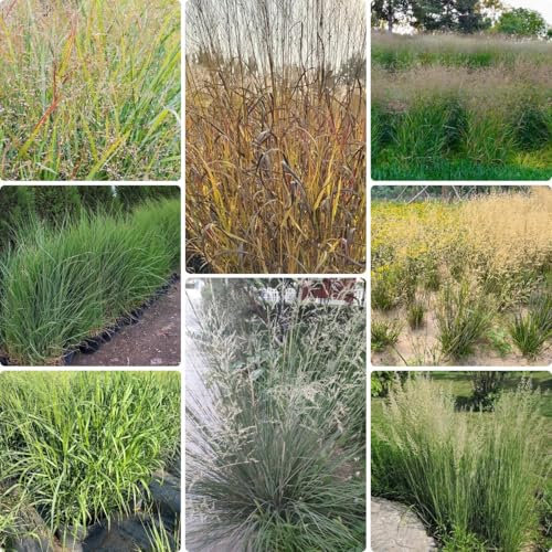 400 pcs Panicum Virgatum Northwind Samen,Ziergräser,winterharte kübelpflanzen gräser winterhart mehrjährig gartenpflanzen winterhart mehrjährig indoor garden, geschenke für gartenfreunde geschenke