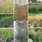 400 pcs Panicum Virgatum Northwind Samen,Ziergräser,winterharte kübelpflanzen gräser winterhart mehrjährig gartenpflanzen winterhart mehrjährig indoor garden, geschenke für gartenfreunde geschenke