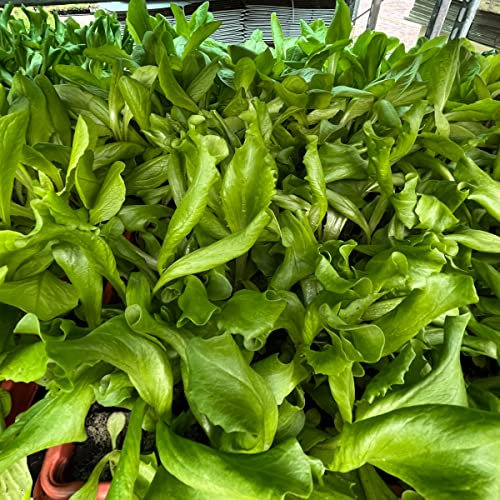 Eissalat grün Salatjungpflanzen 6er-Set