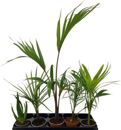 Pack de 5 Plantas Palmeras. Mix de palmeras pequeñas, mini plantas variadas, 15-30 cm. Plantas compactas, decorativas y fáciles de cuidar, ideales para interiores. Segura Garden.