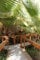 Palme, CALIFORNIA FAN PALM, washingtonia filifera, 20 Samen! Groco