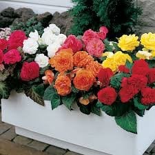 Semi Begonia Nonstop Mix 15 Semi Il pellet