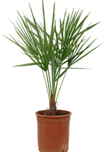 Planta natural Palmera Chamaerops Humilis, 30 cm. Palmera enana, palmito. Palmera compacta y resistente, ideal para jardines secos y tolerante al frío. Segura Garden.