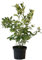 Heidelbeere Bonus Blaubeere mit sehr großen festen Heidelbeeren 30-40 cm 3-5 Liter Topf