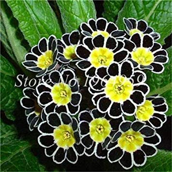 100Pcs/Bag Europe Mix Colors Primula Acaulis Potted Plant Primrose Rare Flower for Home Garden Indoor Plant: 12