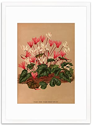 Stampa artistica botanica antica – Decorazione da parete Art Vintage Ciclamino Fiori Poster A3 (Bianco Grande + Montaggio)