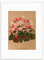 Antiker botanischer Kunstdruck - Wanddekor Kunst Vintage Alpenveilchen Blumen Poster A3 (weiß groß + Passepartout)