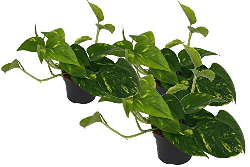 Efeutute, Scindapsus, (Epipremnum aureum) Sorte: Aureum, gelb-grünes buntes Blattwerk, rankend, Ampelpflanze, luftreinigend (3er Set im 12cm Topf)