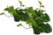Efeutute, Scindapsus, (Epipremnum aureum) Sorte: Aureum, gelb-grünes buntes Blattwerk, rankend, Ampelpflanze, luftreinigend (3er Set im 12cm Topf)